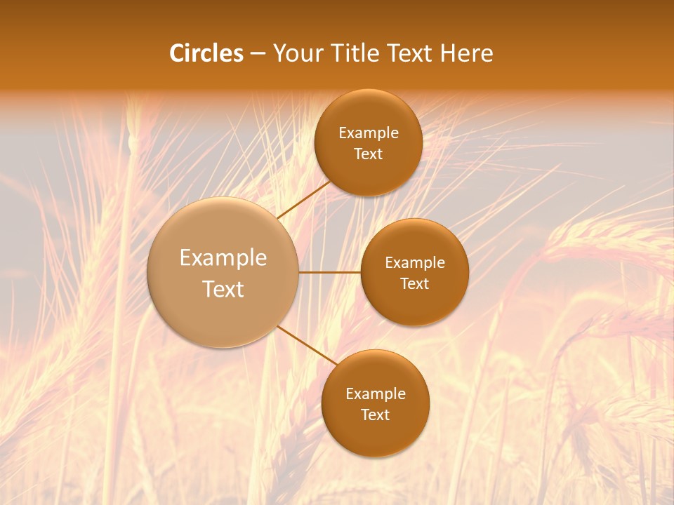 Golden Wheat PowerPoint Template