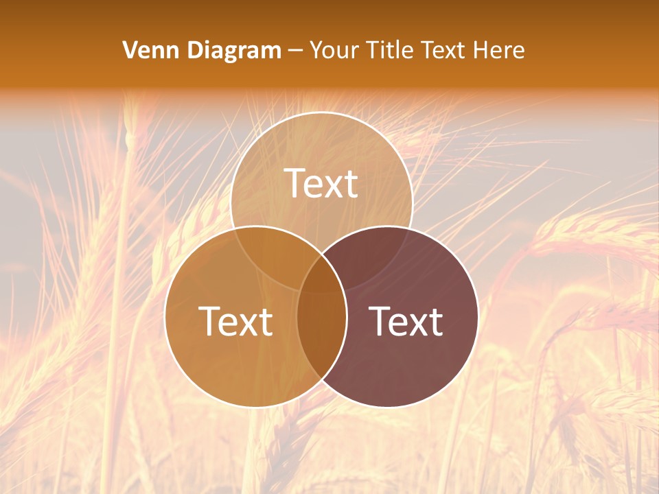 Golden Wheat PowerPoint Template