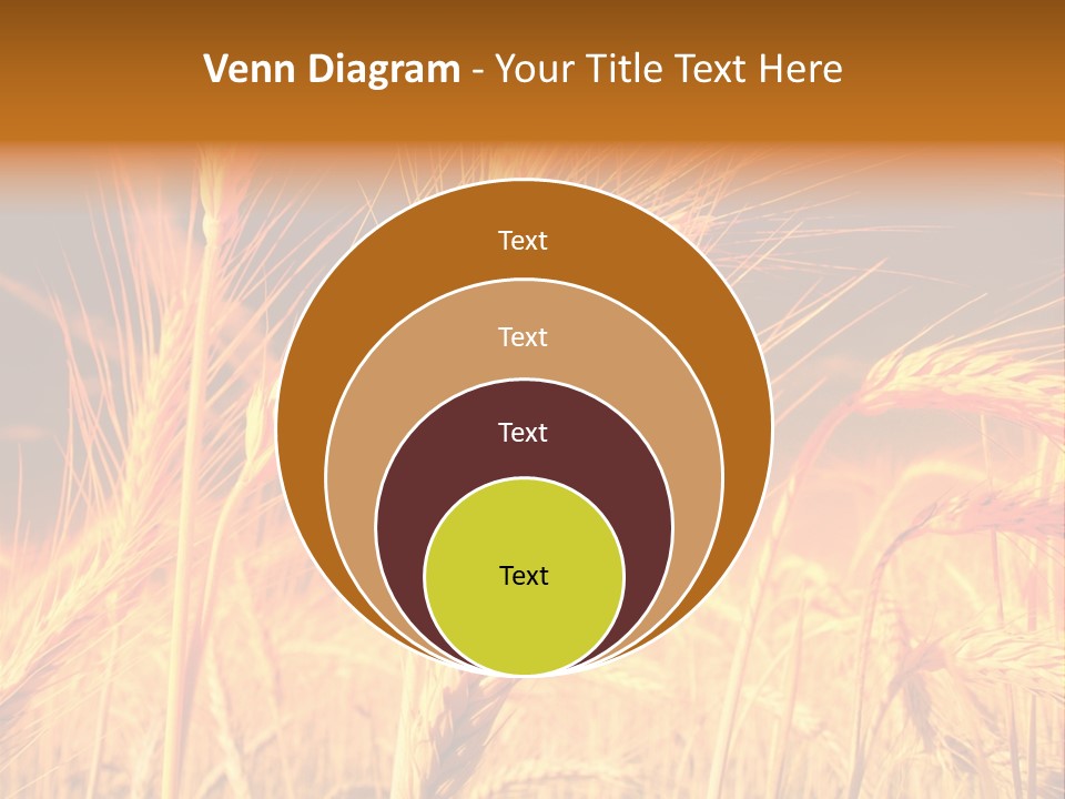 Golden Wheat PowerPoint Template