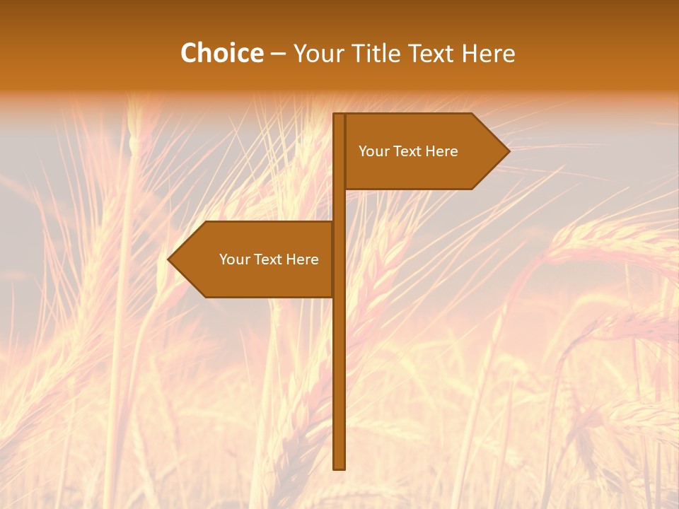 Golden Wheat PowerPoint Template