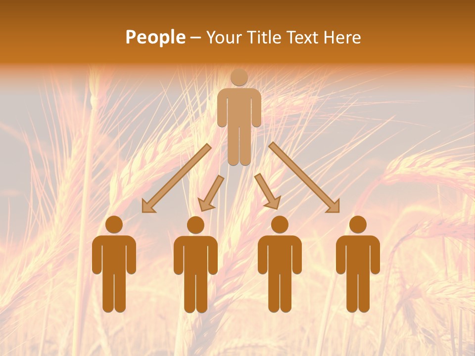 Golden Wheat PowerPoint Template