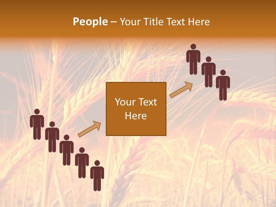 Golden Wheat PowerPoint Template