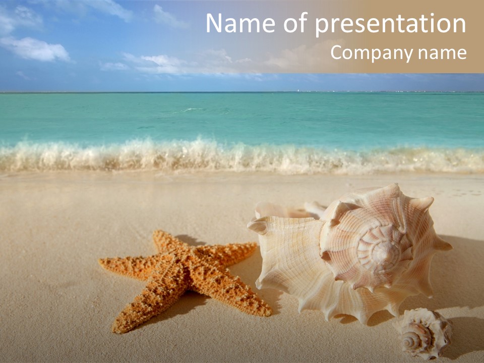 Sea Shells PowerPoint Template