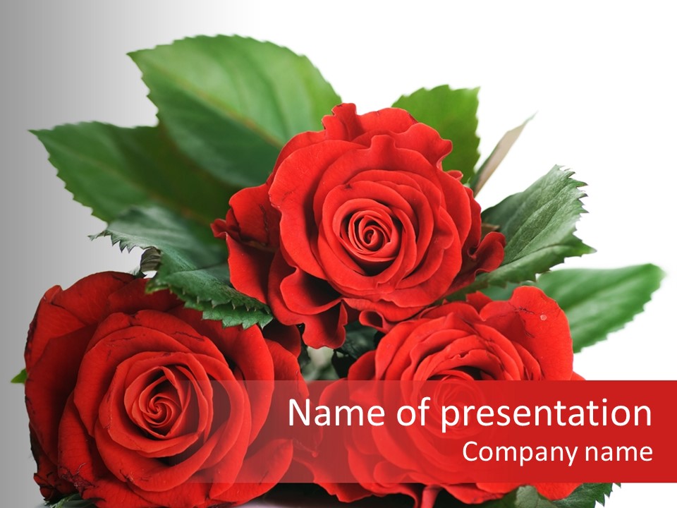 Roses Download PowerPoint Template