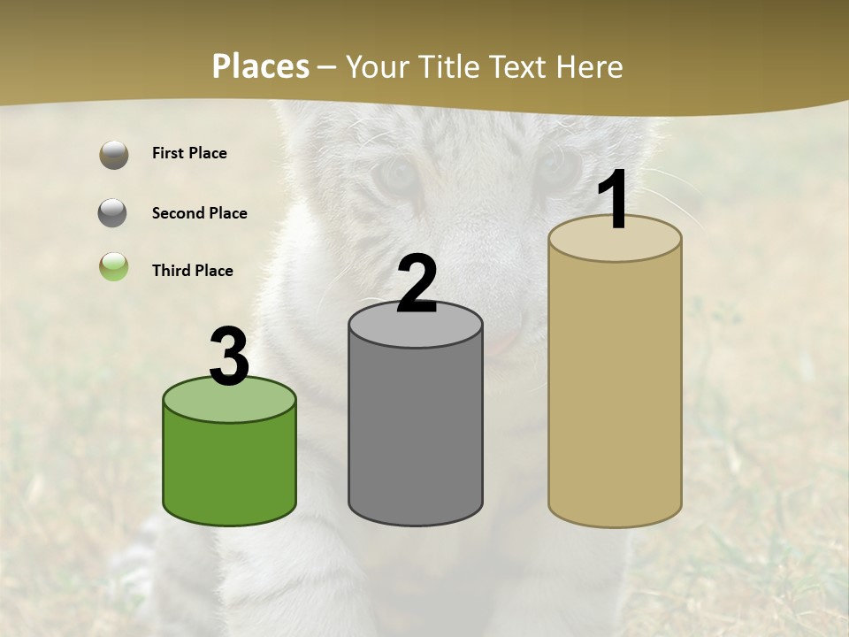 Baby White Tigers PowerPoint Template