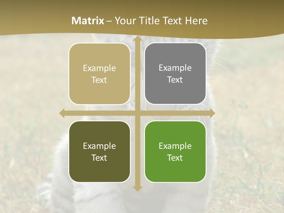 Baby White Tigers PowerPoint Template