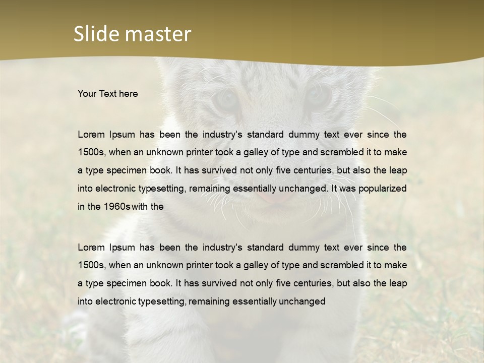 Baby White Tigers PowerPoint Template