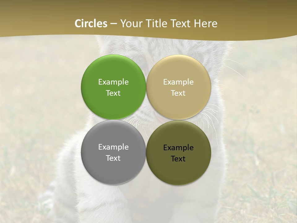 Baby White Tigers PowerPoint Template