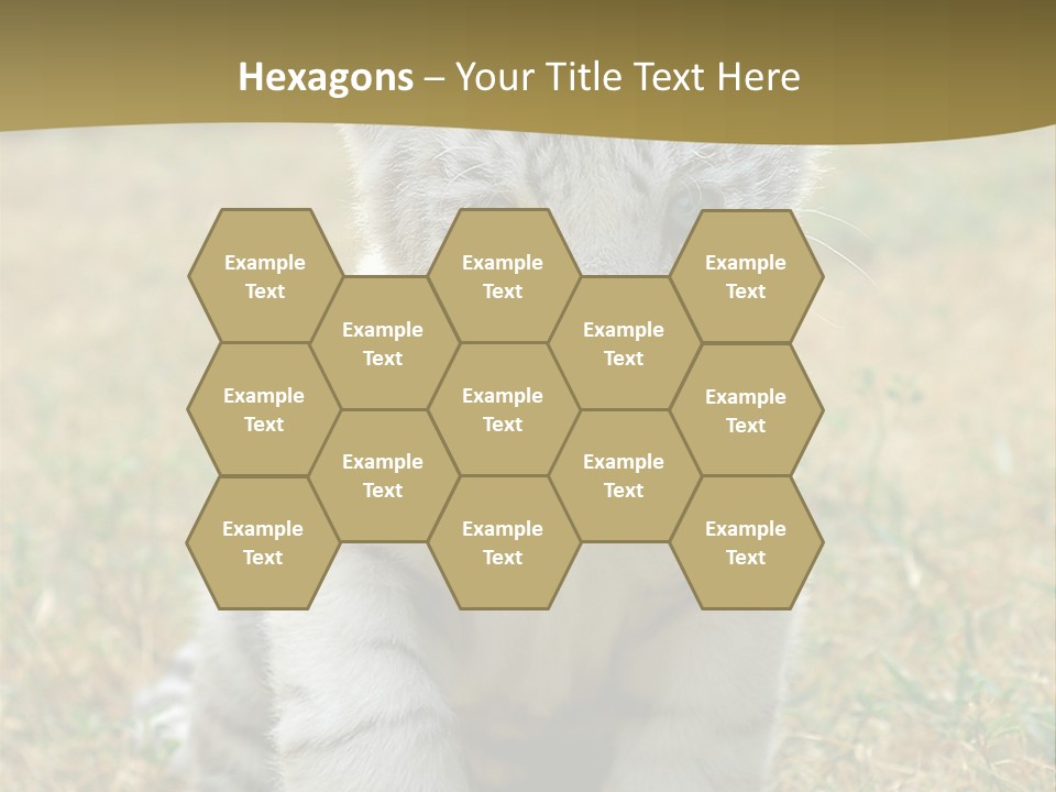 Baby White Tigers PowerPoint Template