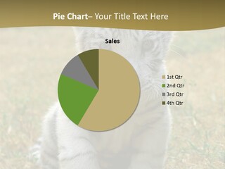 Baby White Tigers PowerPoint Template