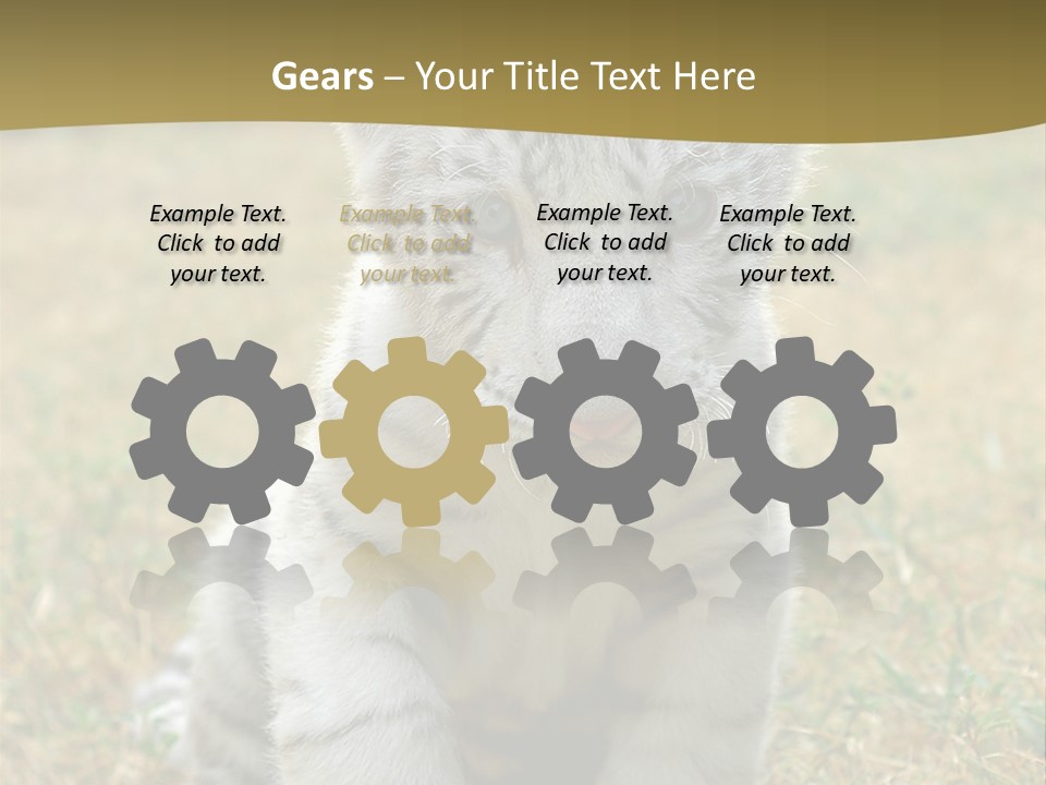 Baby White Tigers PowerPoint Template