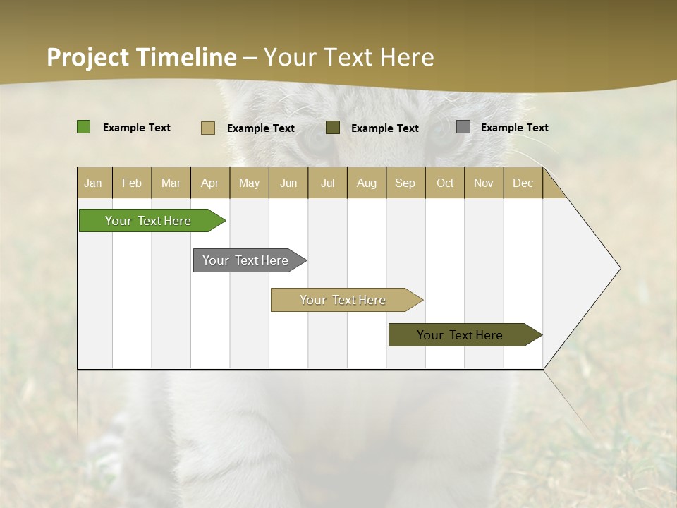 Baby White Tigers PowerPoint Template