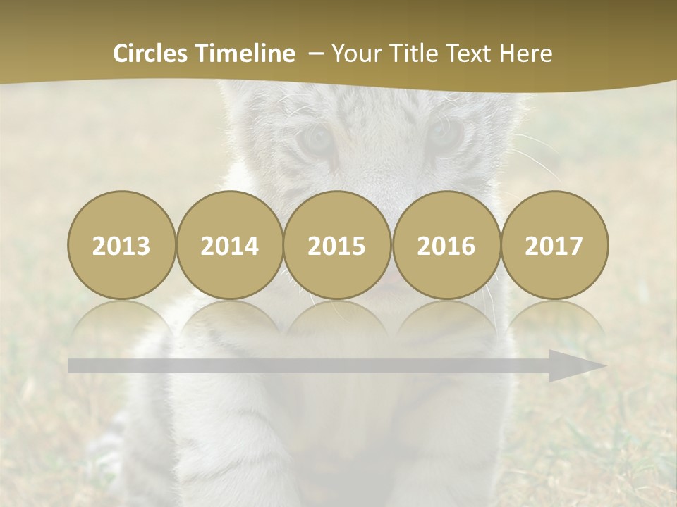 Baby White Tigers PowerPoint Template