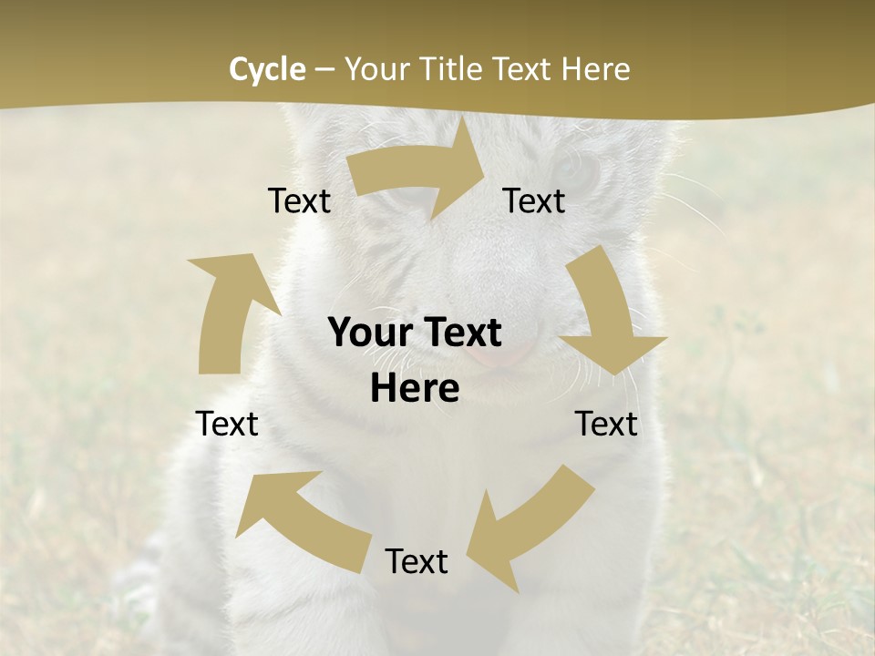 Baby White Tigers PowerPoint Template