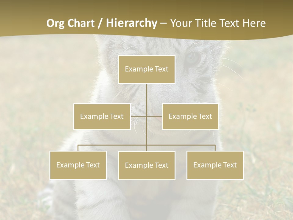 Baby White Tigers PowerPoint Template