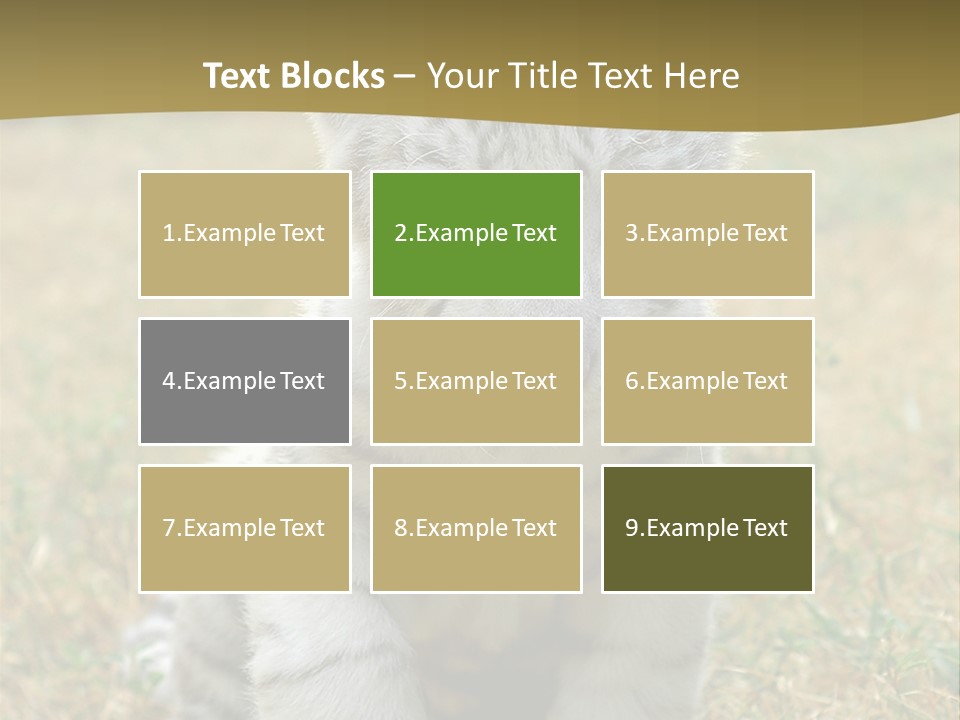 Baby White Tigers PowerPoint Template