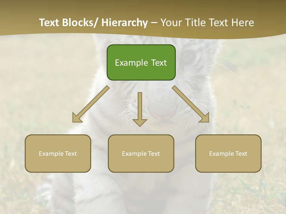 Baby White Tigers PowerPoint Template