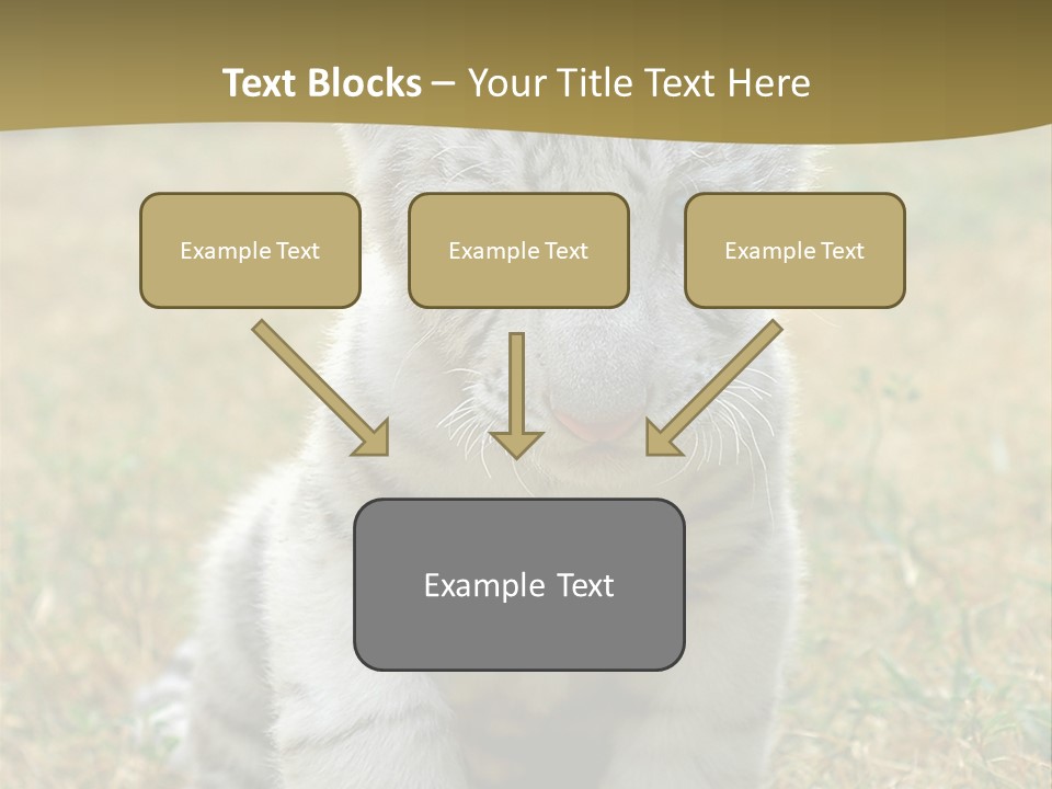 Baby White Tigers PowerPoint Template