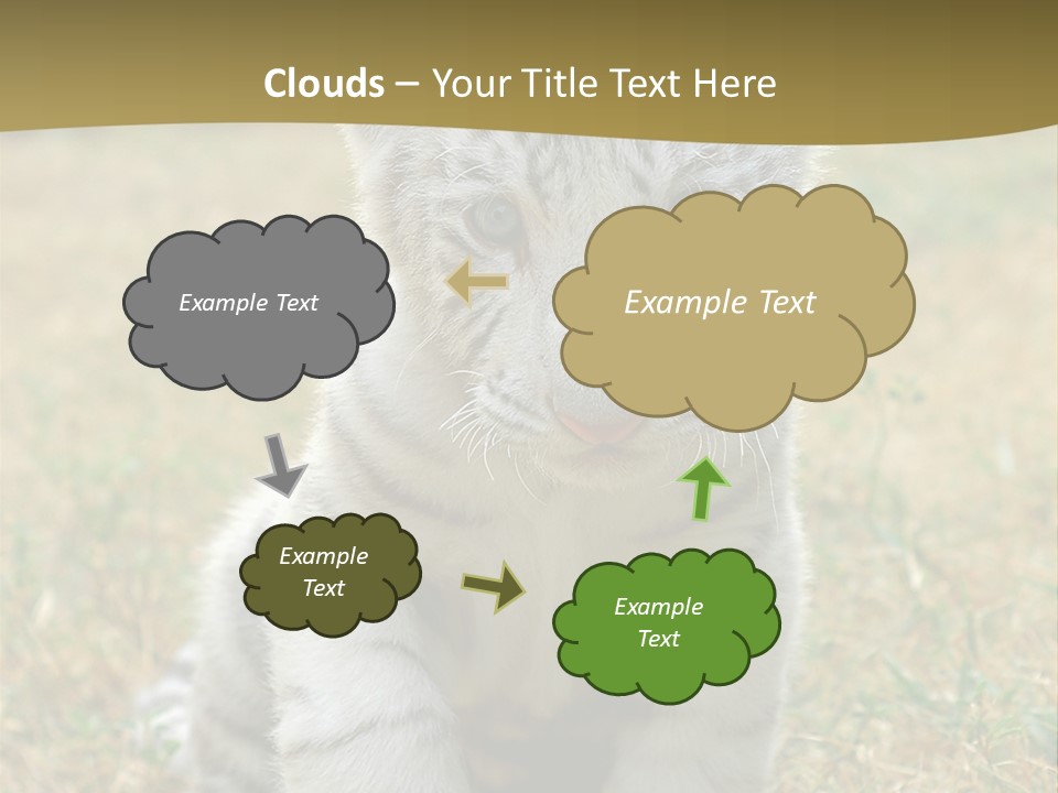 Baby White Tigers PowerPoint Template