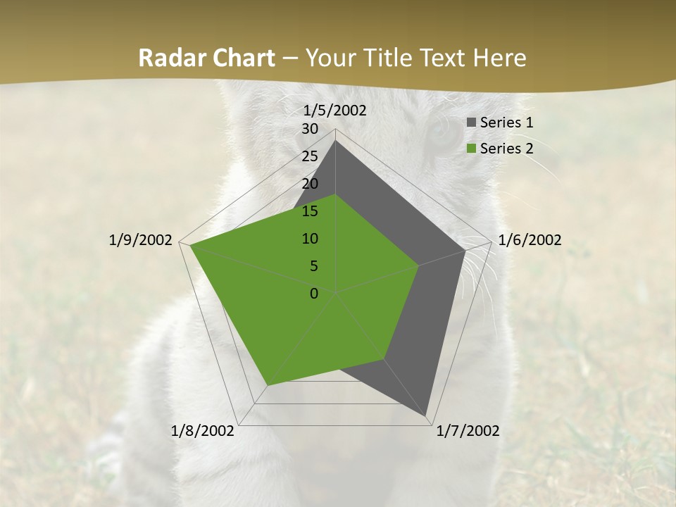 Baby White Tigers PowerPoint Template