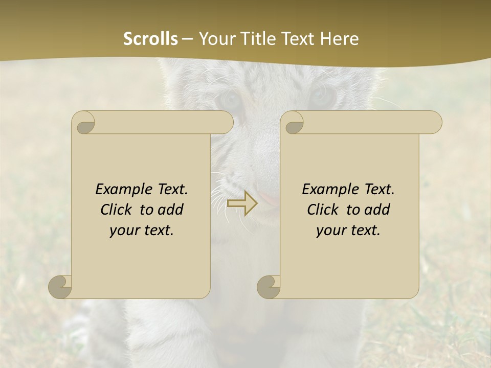 Baby White Tigers PowerPoint Template