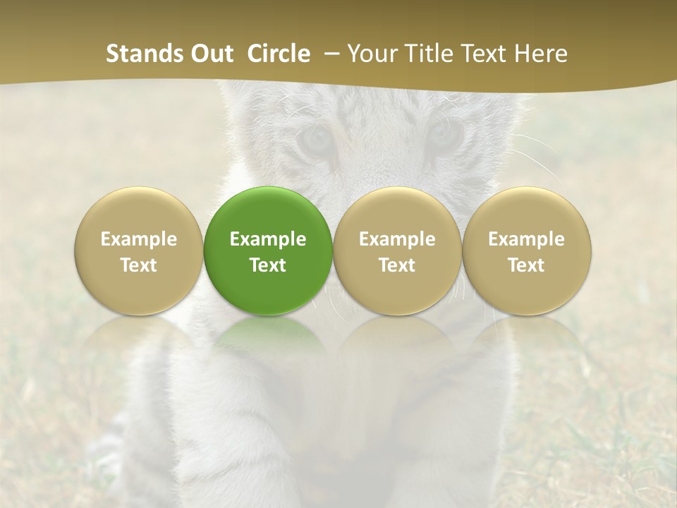 Baby White Tigers PowerPoint Template