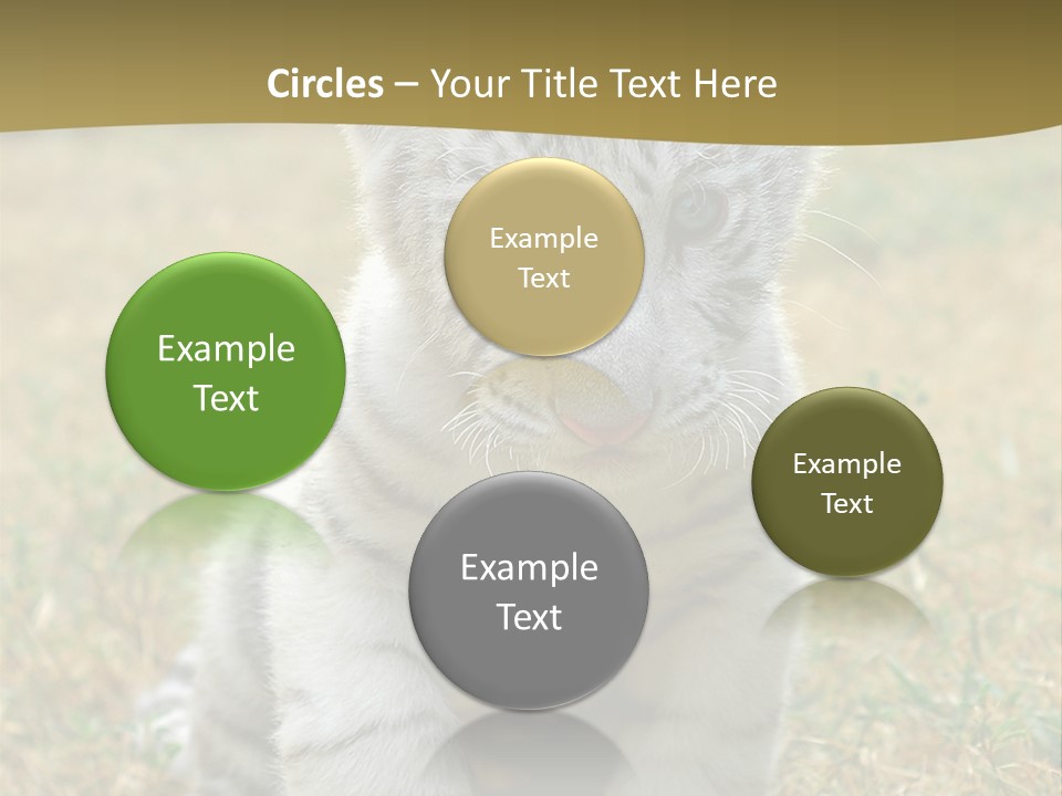 Baby White Tigers PowerPoint Template