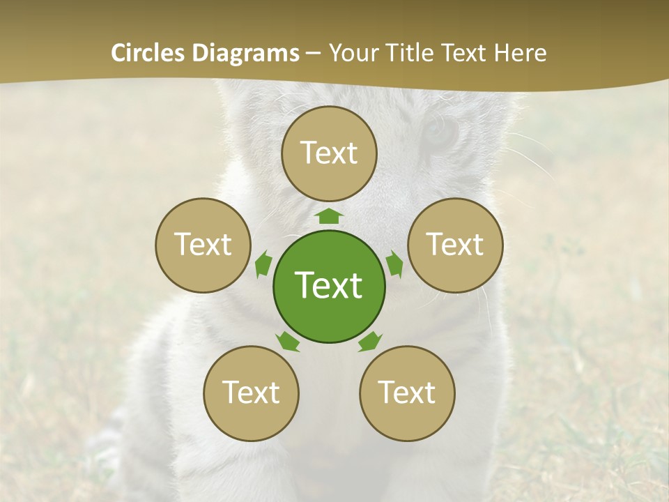 Baby White Tigers PowerPoint Template