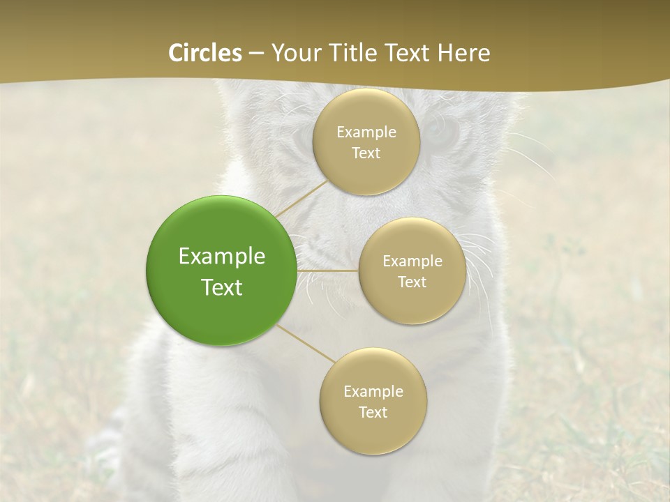 Baby White Tigers PowerPoint Template