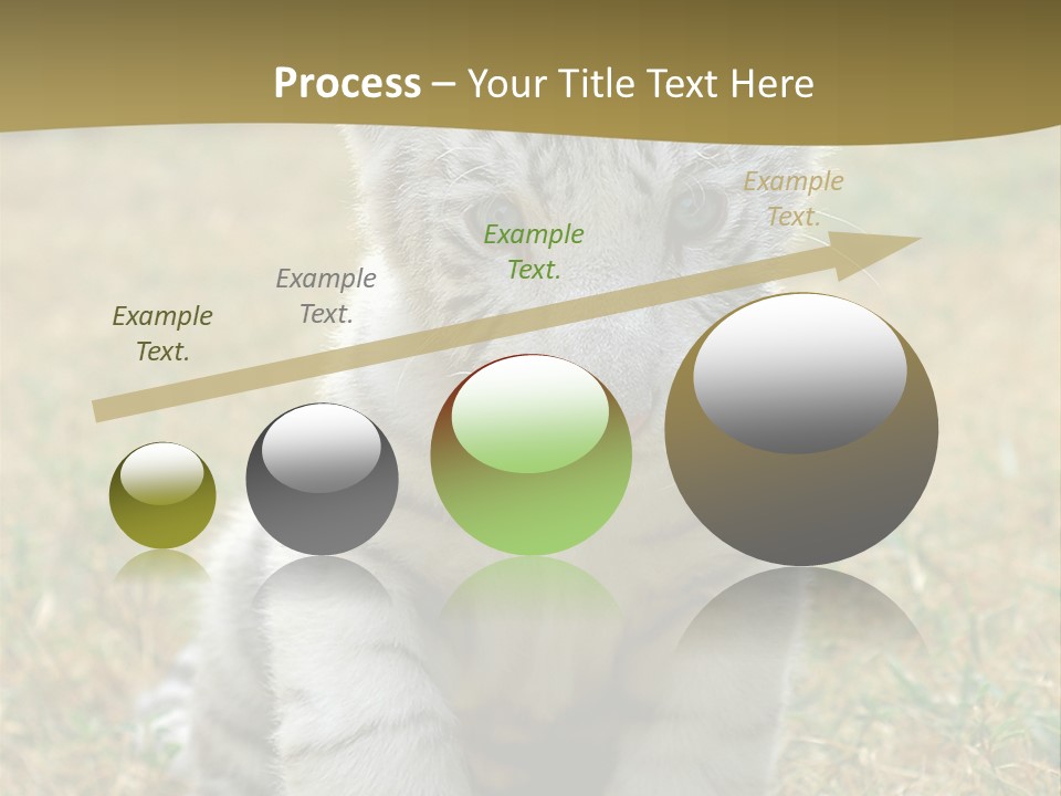 Baby White Tigers PowerPoint Template