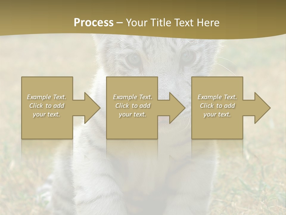 Baby White Tigers PowerPoint Template