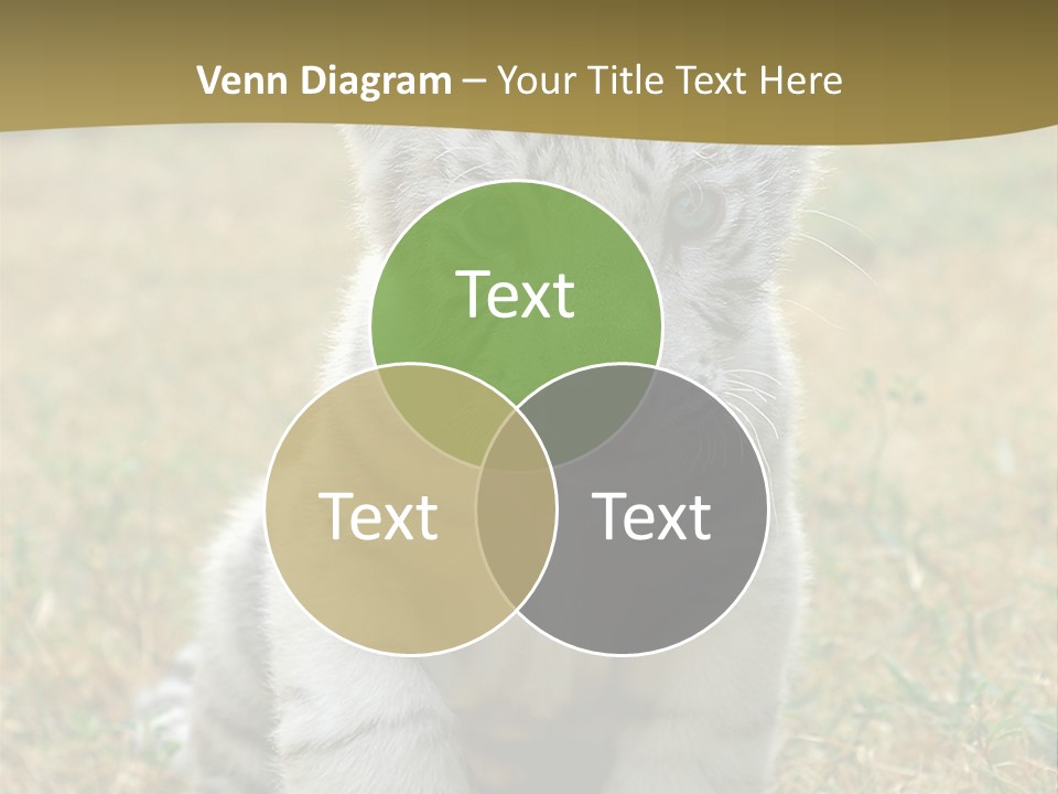 Baby White Tigers PowerPoint Template