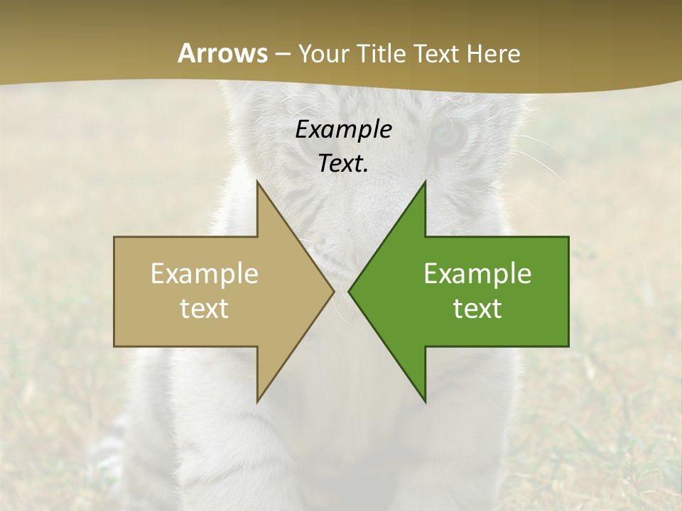 Baby White Tigers PowerPoint Template