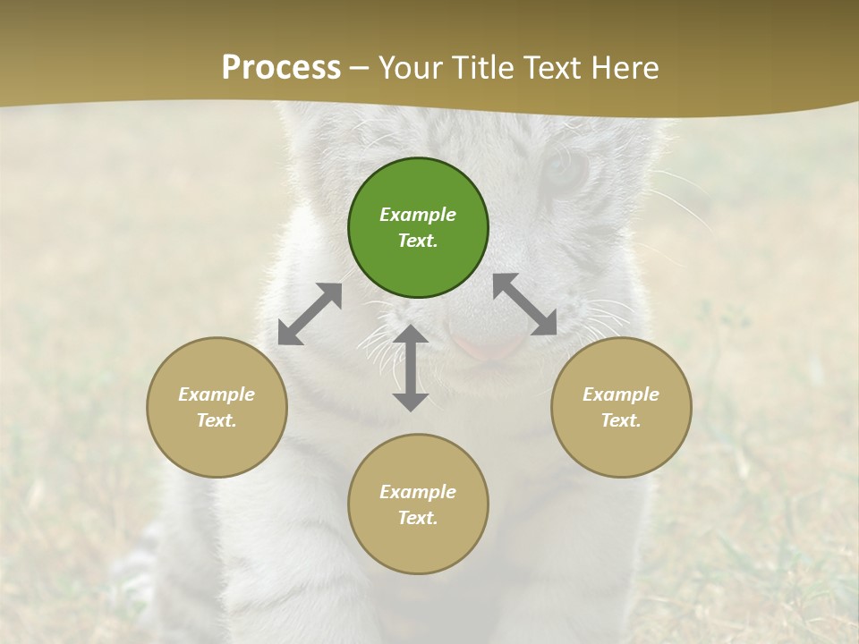 Baby White Tigers PowerPoint Template