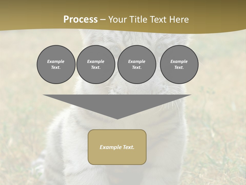 Baby White Tigers PowerPoint Template