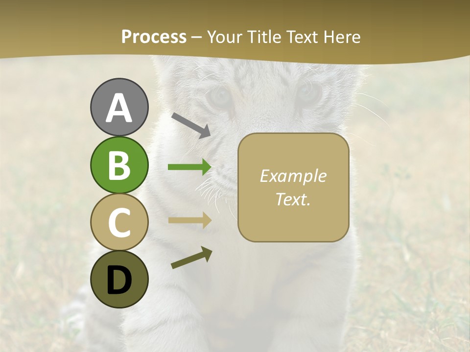 Baby White Tigers PowerPoint Template