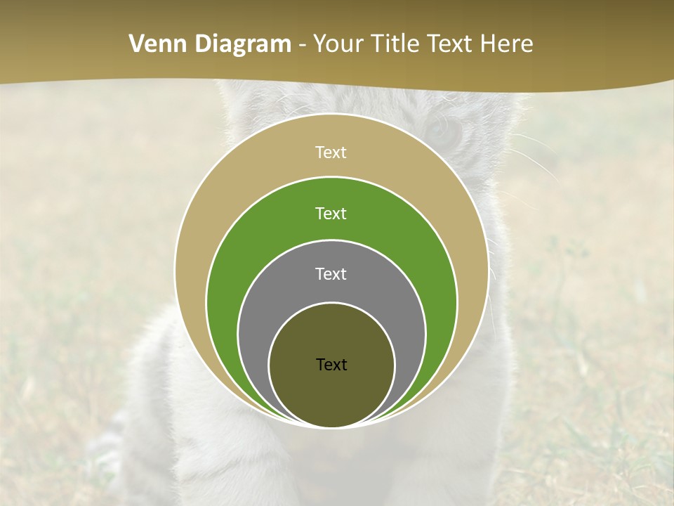 Baby White Tigers PowerPoint Template