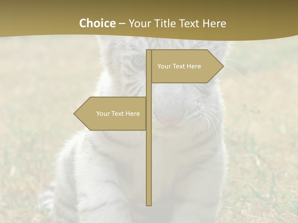 Baby White Tigers PowerPoint Template