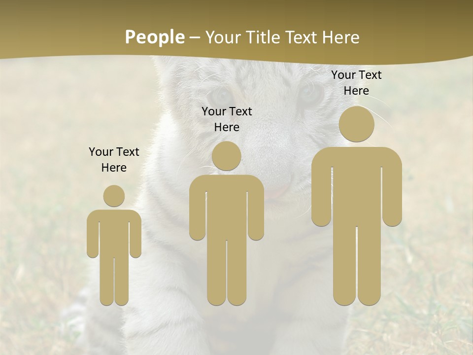 Baby White Tigers PowerPoint Template