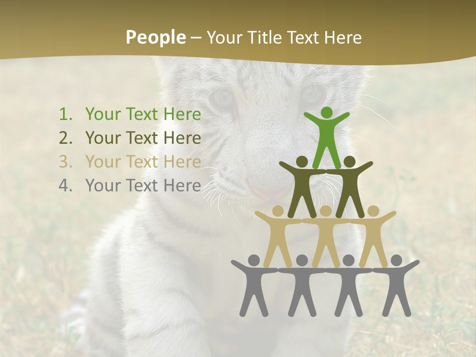 Baby White Tigers PowerPoint Template