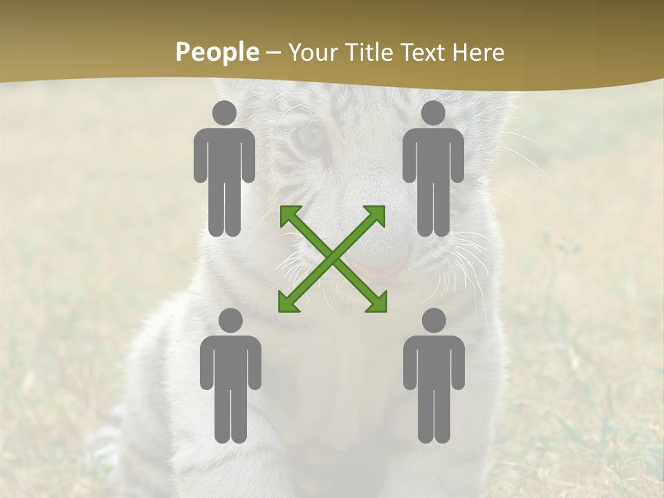 Baby White Tigers PowerPoint Template