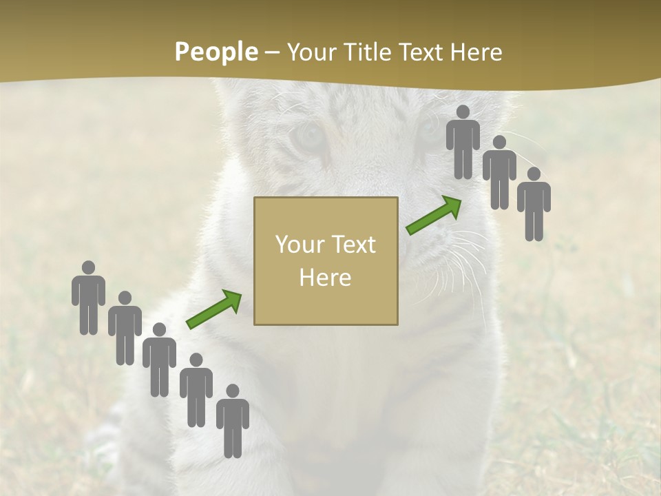 Baby White Tigers PowerPoint Template