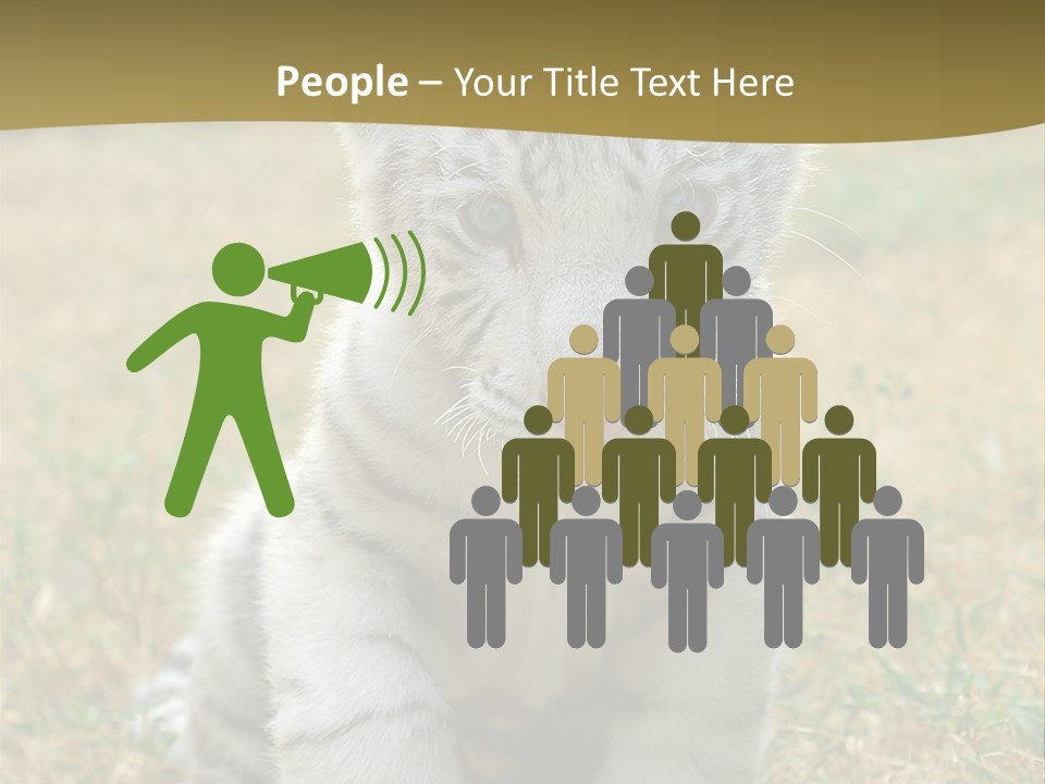 Baby White Tigers PowerPoint Template