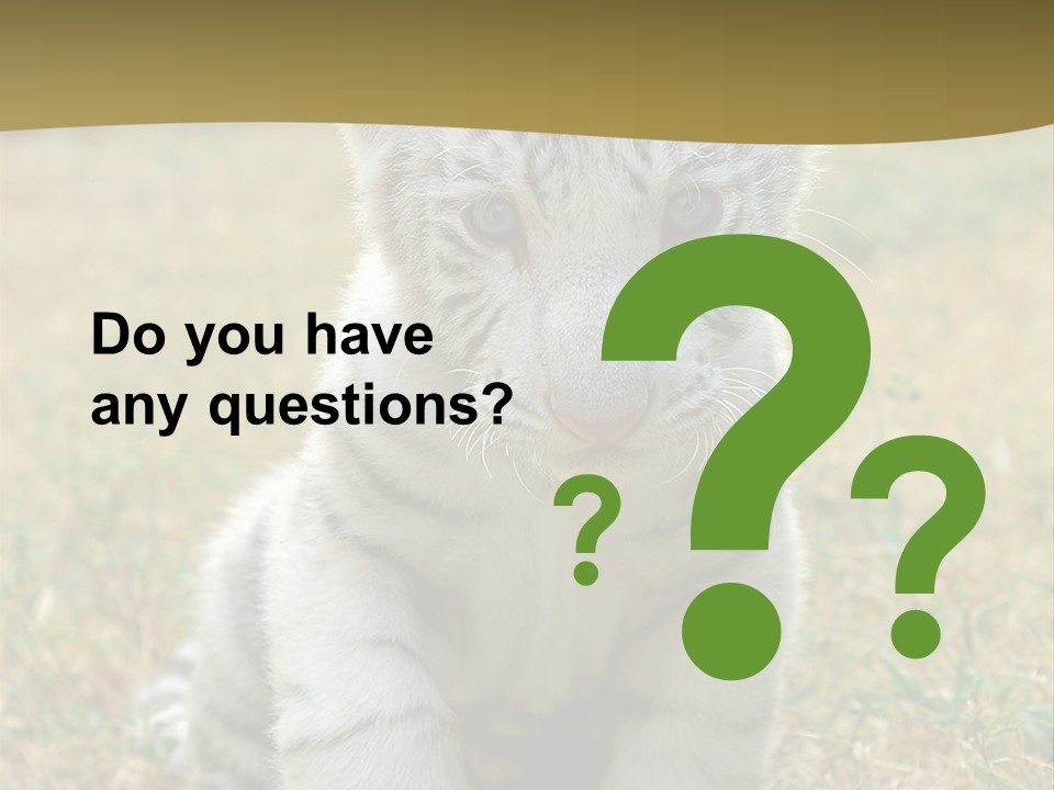 Baby White Tigers PowerPoint Template
