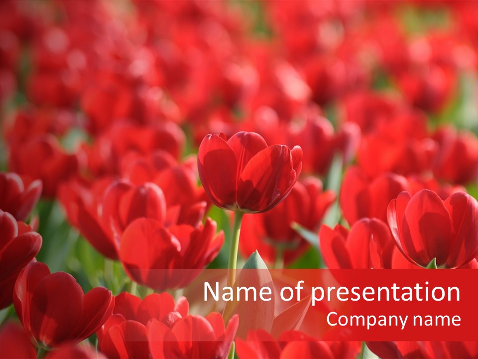 Red Tulips PowerPoint Template