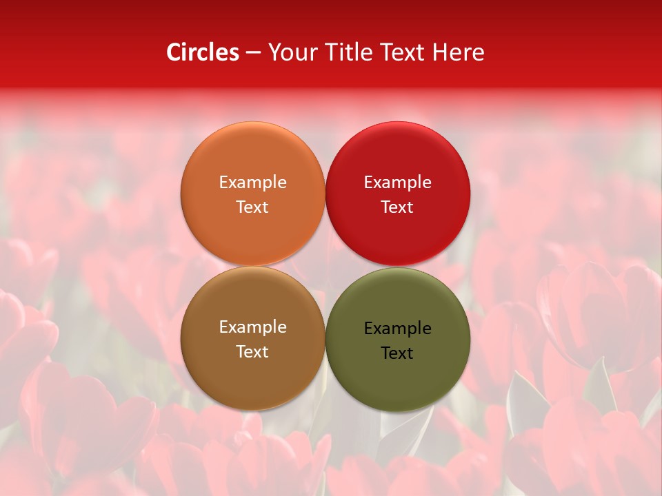 Red Tulips PowerPoint Template