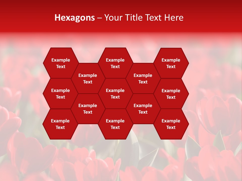 Red Tulips PowerPoint Template