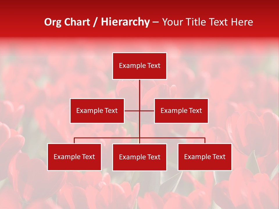 Red Tulips PowerPoint Template