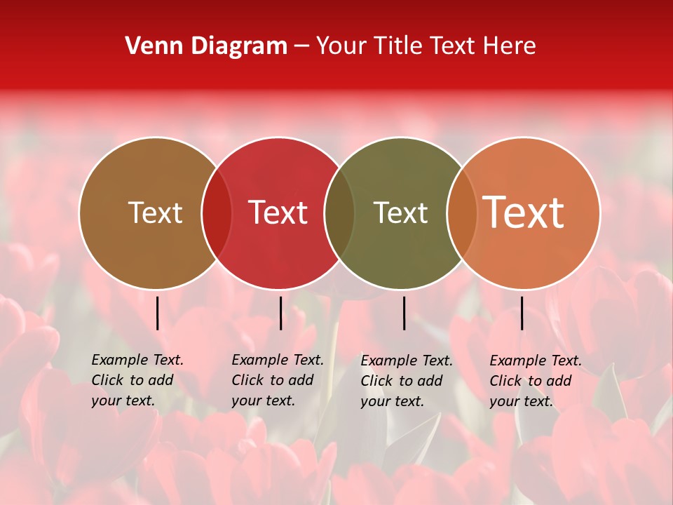 Red Tulips PowerPoint Template
