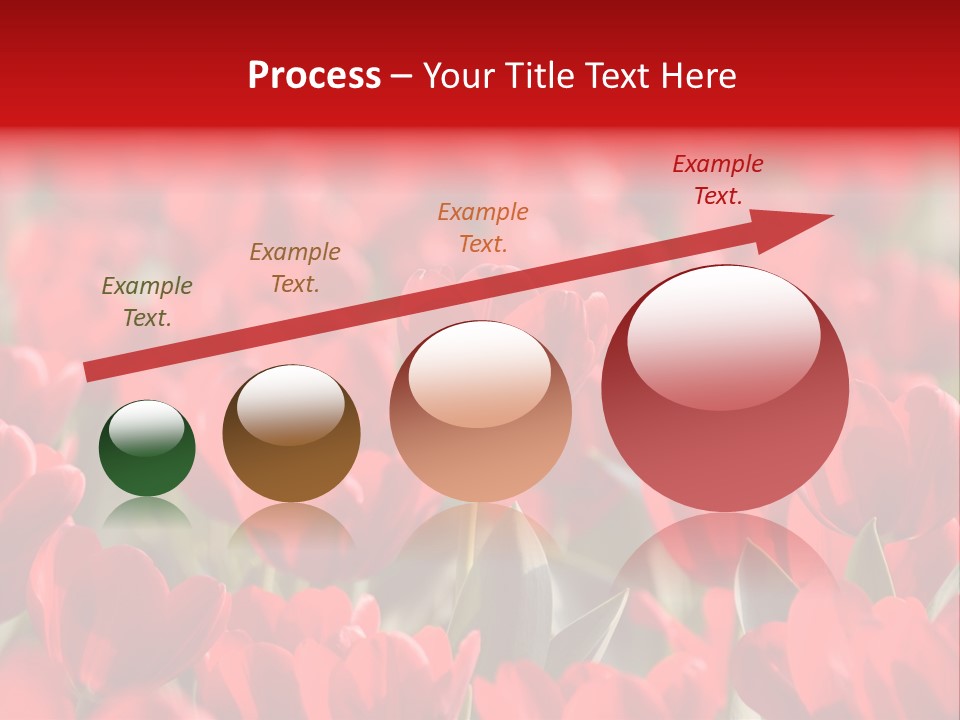 Red Tulips PowerPoint Template